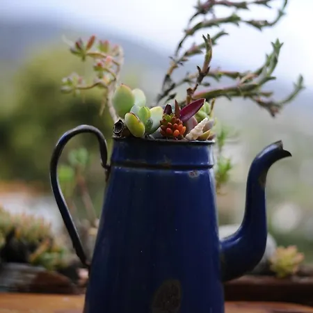 Casa Papaya 2, La Palma *